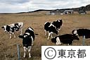 村営牧場の乳牛