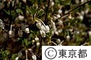 ドウザンツツジの花