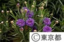 矢車菊（草）の花