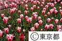 チューリップの花