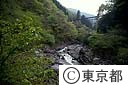 新緑と日原川