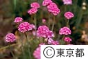 アルメリアの花