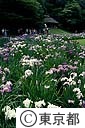 明治神宮の花菖蒲