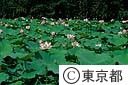 蓮田