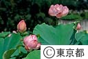 ハスの花
