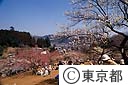 梅の公園