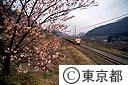 高尾梅郷