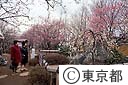 羽根木公園の梅