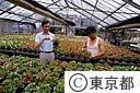 ベゴニアの栽培