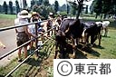 東京都畜産試験場
