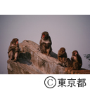 上野動物園のサル山