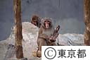 上野動物園のサル