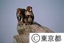 上野動物園のサル山
