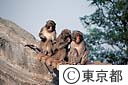 上野動物園のサル山