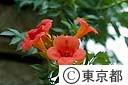 ノウゼンカズラの花