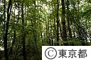 新緑の雑木林