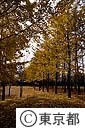 紅葉の野川公園