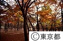 紅葉の野川公園