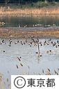 東京港野鳥公園