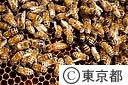 江戸っ子ハチミツ