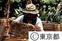 江戸っ子ハチミツ