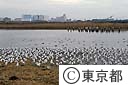 東京港野鳥公園