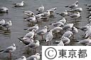 ユリカモメ