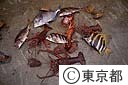 海でとれた魚