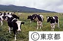 放牧