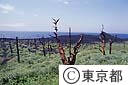 噴火で焼けただれた木が立つ新鼻地区