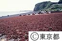 てんぐさの天日干し