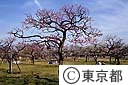 砧公園の梅林