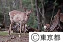 野生の鹿