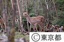 野生の鹿