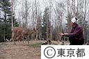 野生の鹿