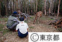 野生の鹿
