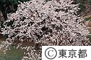 多摩湖の桜