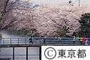 羽村堰の桜