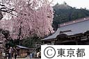 梅岩寺の桜