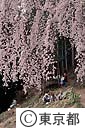 梅岩寺の桜