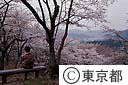 小峰公園の桜