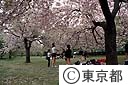 小石川植物園の桜