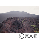 三原山の火口跡には植物が自生している