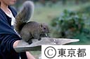 伊豆大島のリス園は観光客に楽しまれている