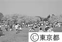 光が丘公園で花見をする人々