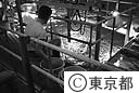 葛西臨海水族園のマグロにエサやりをする職員