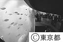 葛西臨海水族園の巨大な水槽を泳ぐマグロを見る人たち