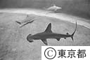 葛西臨海水族園のシュモクザメ