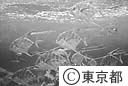 葛西臨海水族園のめずらしい魚が群をなして泳ぐ水槽
