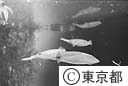 葛西臨海水族園の水槽を泳ぐイカ